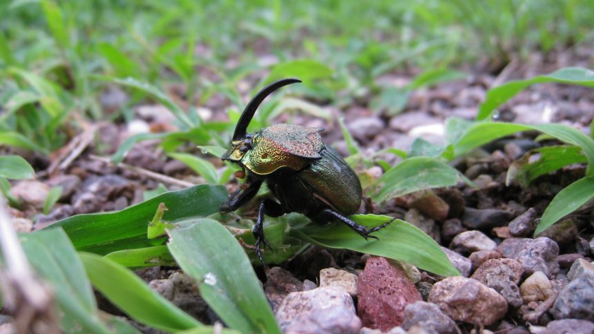 Some dung beetles dig deep to keep their eggs cool
