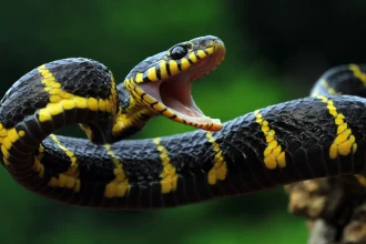 Some snakes lack the ‘hunger hormone.’ Experts are hungry to know why