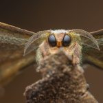 The Forest-Like Interior of Coral Takes the Grand Prize in the CUPOTY 7 Photo Contest — Colossal