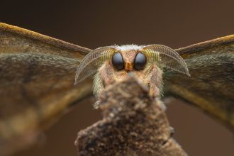 The Forest-Like Interior of Coral Takes the Grand Prize in the CUPOTY 7 Photo Contest — Colossal