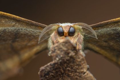 The Forest-Like Interior of Coral Takes the Grand Prize in the CUPOTY 7 Photo Contest — Colossal
