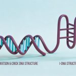 The Hidden DNA Shape That Could Break Cancer