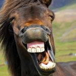 The Horse’s Whinny Is a Unique Mix of Two Sounds, Study Finds : ScienceAlert