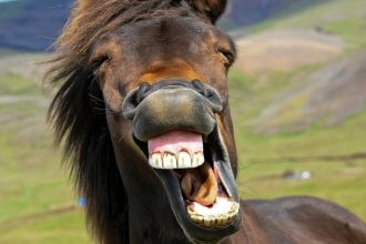 The Horse’s Whinny Is a Unique Mix of Two Sounds, Study Finds : ScienceAlert