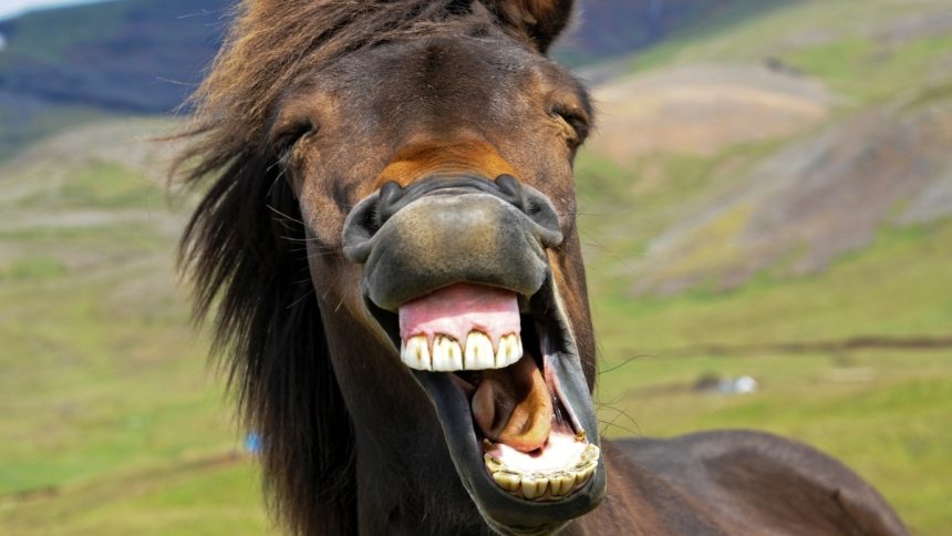 The Horse’s Whinny Is a Unique Mix of Two Sounds, Study Finds : ScienceAlert