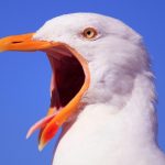 The Secret to One of Peru’s Most Powerful Kingdoms Came Out of Birds : ScienceAlert