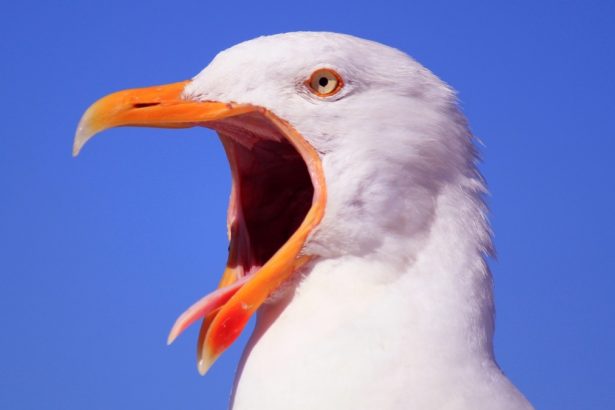 The Secret to One of Peru’s Most Powerful Kingdoms Came Out of Birds : ScienceAlert