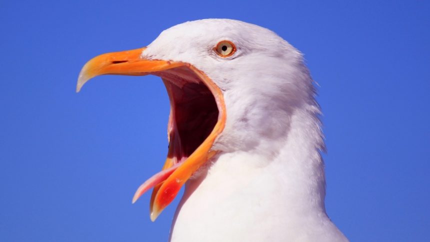 The Secret to One of Peru’s Most Powerful Kingdoms Came Out of Birds : ScienceAlert