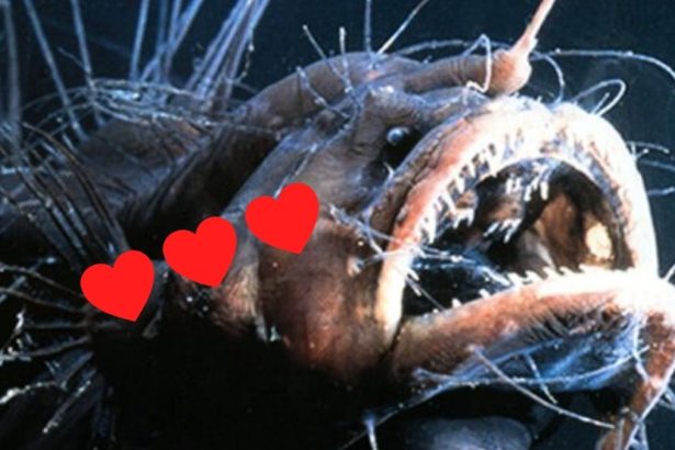 The Weirdest Love Rituals in The Animal Kingdom : ScienceAlert