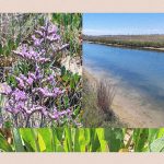The beautiful Venetian plant with a secret climate superpower
