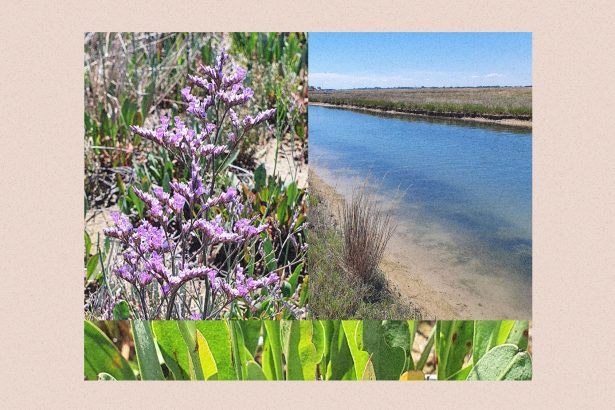 The beautiful Venetian plant with a secret climate superpower
