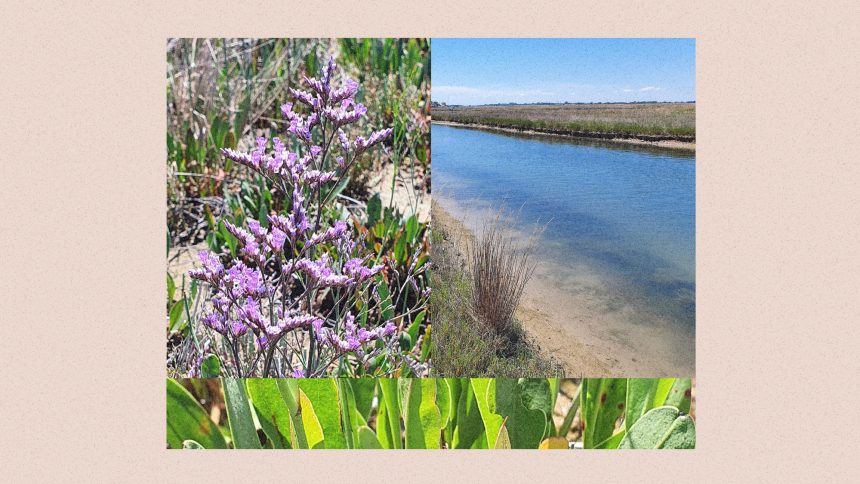 The beautiful Venetian plant with a secret climate superpower