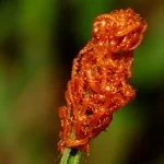 These beetle larvae lure in bees by mimicking flowers