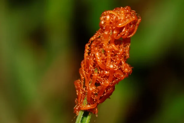 These beetle larvae lure in bees by mimicking flowers
