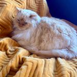 This Heated Throw Saves Me Money Every Day