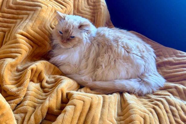 This Heated Throw Saves Me Money Every Day