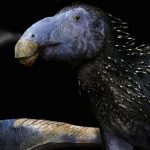 This Strange Spiky Dinosaur Had Skin Unlike Anything We’ve Ever Seen : ScienceAlert