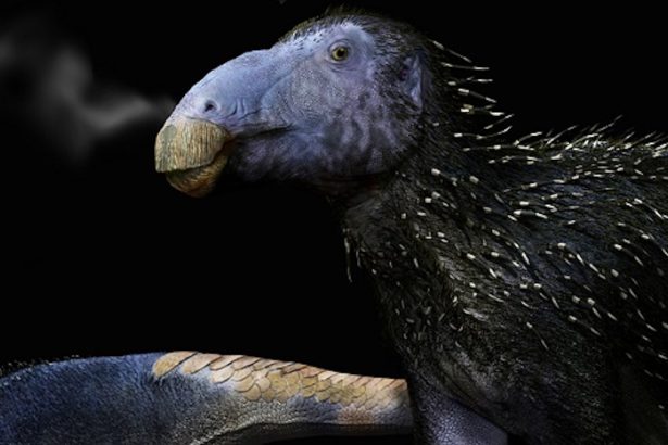 This Strange Spiky Dinosaur Had Skin Unlike Anything We’ve Ever Seen : ScienceAlert