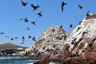 This ancient South American kingdom ran on bird poop