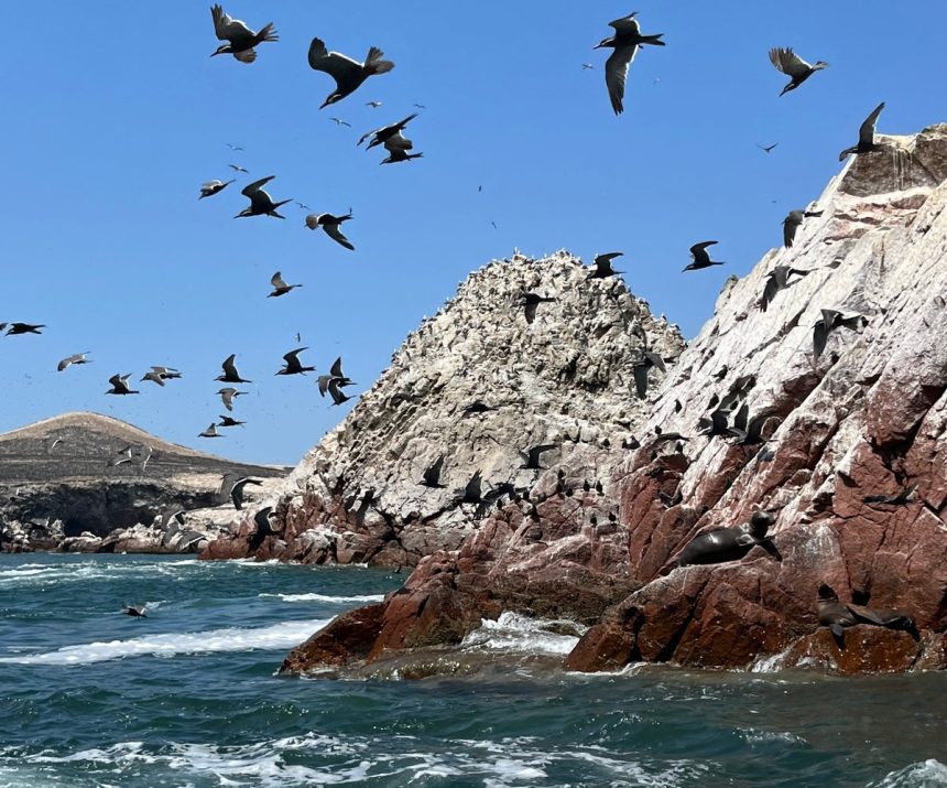 This ancient South American kingdom ran on bird poop