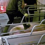 Time to act on animal welfare