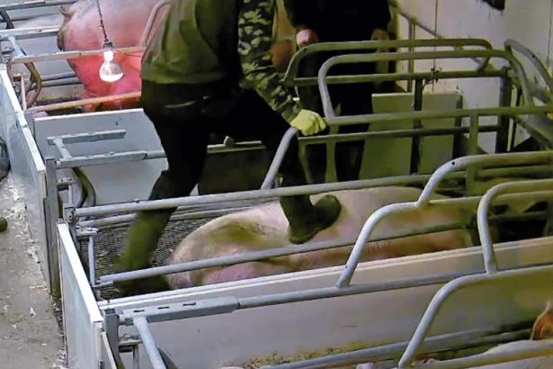 Time to act on animal welfare