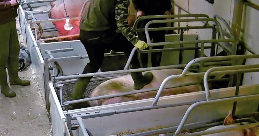 Time to act on animal welfare