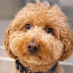 Traveller Allegedly Ditched Goldendoodle At Airport