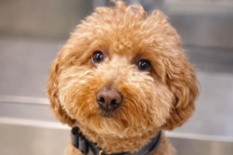 Traveller Allegedly Ditched Goldendoodle At Airport