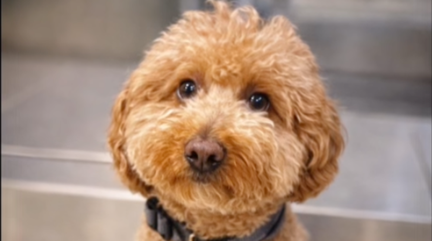 Traveller Allegedly Ditched Goldendoodle At Airport