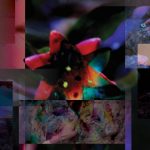 Until the Sun of Freedom