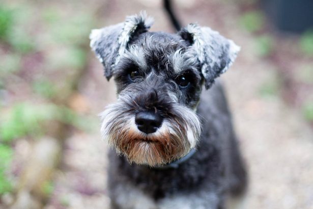 Video Shows U.S. Marshal Kicking Small Dog, Breaking One Of Its Ribs, Owner Says