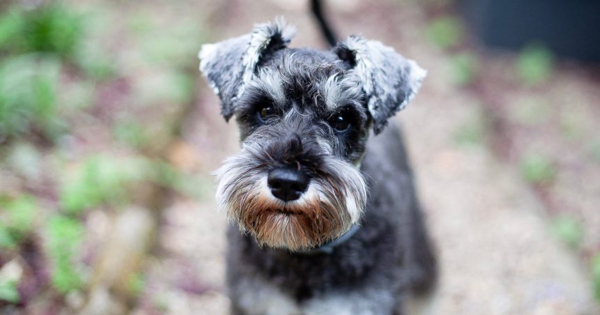 Video Shows U.S. Marshal Kicking Small Dog, Breaking One Of Its Ribs, Owner Says