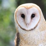 Visiting Oregon? You may soon have to pay a tax to protect its wildlife.