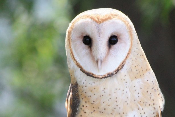 Visiting Oregon? You may soon have to pay a tax to protect its wildlife.