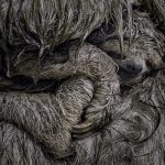 Vote for the 2025 Wildlife Photographer of the Year’s People’s Choice Award — Colossal