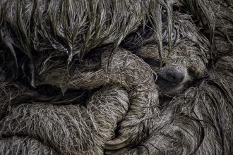 Vote for the 2025 Wildlife Photographer of the Year’s People’s Choice Award — Colossal