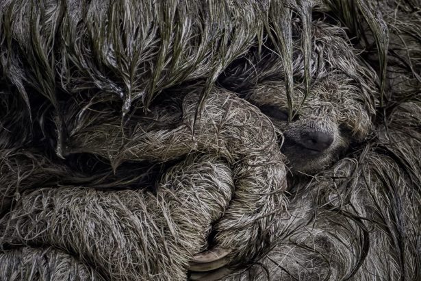 Vote for the 2025 Wildlife Photographer of the Year’s People’s Choice Award — Colossal