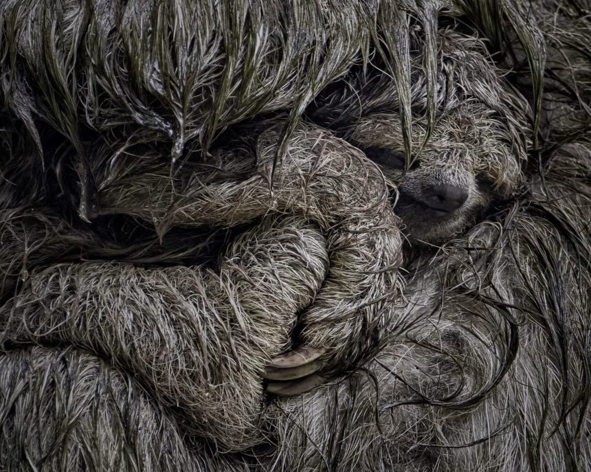 Vote for the 2025 Wildlife Photographer of the Year’s People’s Choice Award — Colossal