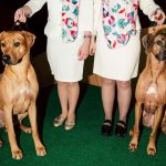 Behind the Scenes at the 150th Westminster Dog Show