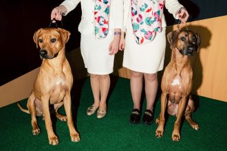 Behind the Scenes at the 150th Westminster Dog Show