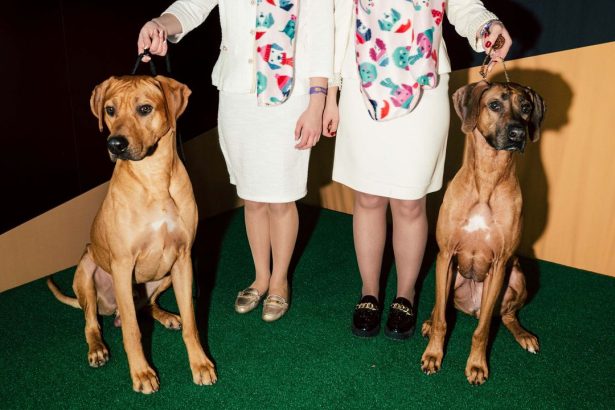 Behind the Scenes at the 150th Westminster Dog Show