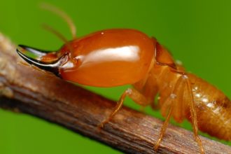 When Termites Became Monogamous, A Surprising Thing Happened to Their Sperm : ScienceAlert