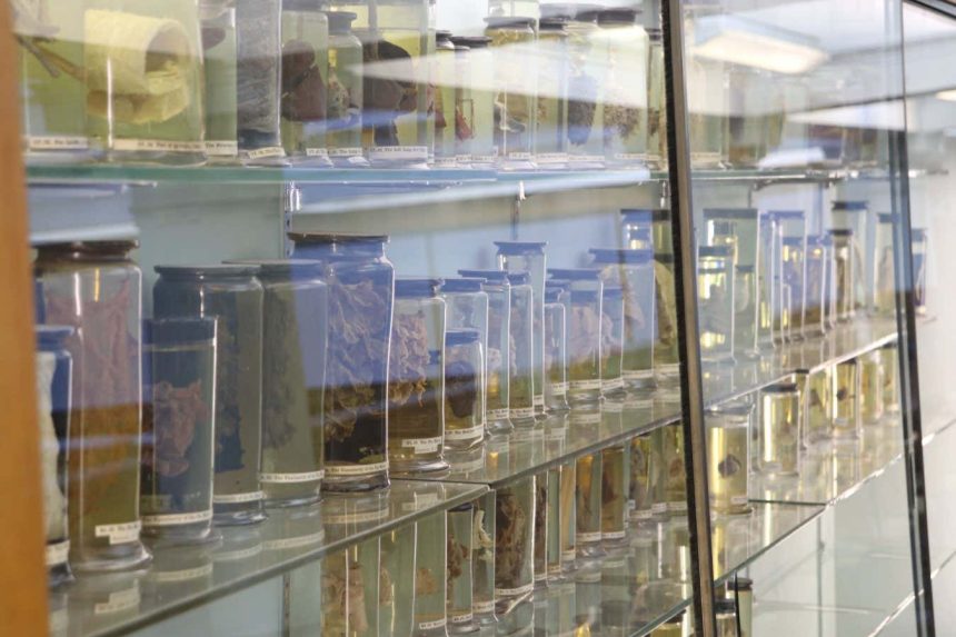 World’s oldest cold virus found in 18th-century woman’s lungs