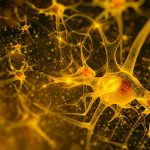 ‘Super agers’ with great memory have more young brain cells