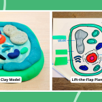 30 Creative Plant Cell Project Ideas To Try This Year