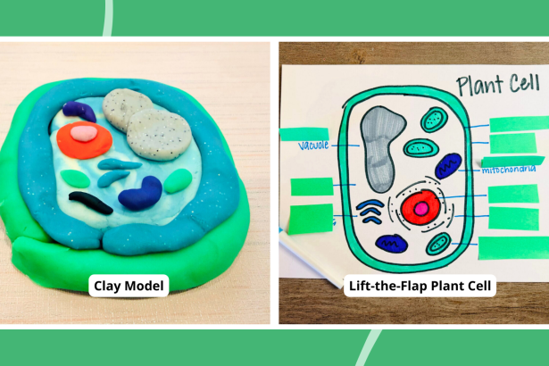 30 Creative Plant Cell Project Ideas To Try This Year