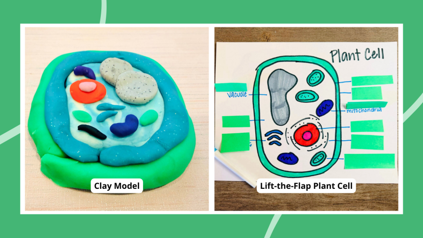 30 Creative Plant Cell Project Ideas To Try This Year