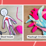 30 Hands-On Circulatory System Activities for Kids