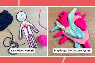 30 Hands-On Circulatory System Activities for Kids